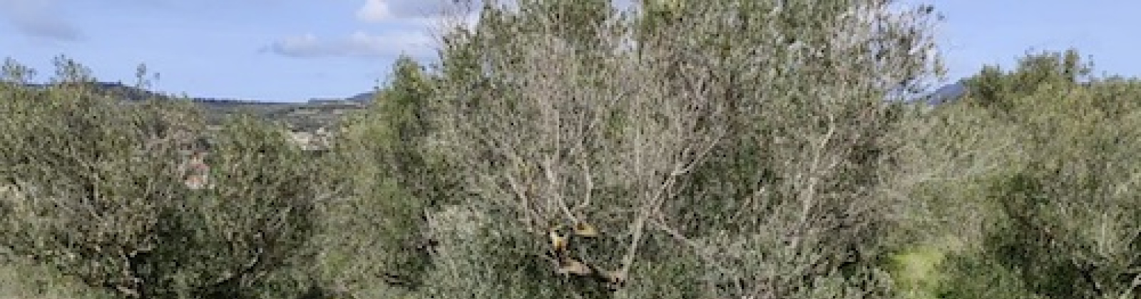 Kolimvari, Platanias, 73100, 3 Bedrooms Bedrooms, ,1 BathroomBathrooms,Willa/Dom,Na sprzedaż,1001